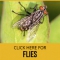 Pest control Liverpool
