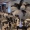 Ostrich Feather Centrepieces - available in a range of colours