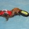 Rosie swimming for rehabilitation and fun, post patella surgery