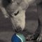 Pet Photography
