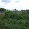 Knotweed Job