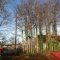 Trees to be removed