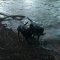 lUCY AND jACOB PLAYING FETCH IN THE RIVER TEME