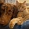 Petability