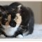 Petability
