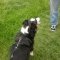 Dog Walking
