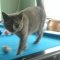 Cat Sitting